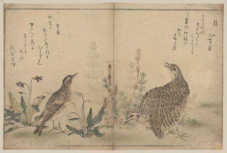 Kitagawa Utamaro: Quail and Meadowlark. - Library of Congress