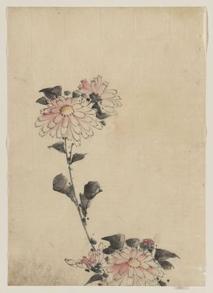 Katsushika Hokusai: [Pink flower blossoms on low stalk and two on a tall stalk] - Library of Congress