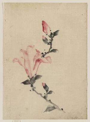 Katsushika Hokusai: [Large pink blossom on a stem with three additional buds] - Library of Congress