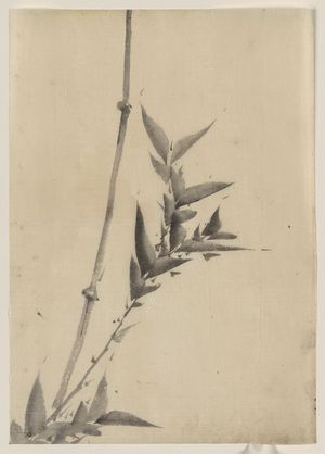 Katsushika Hokusai: [Bamboo shoots] - Library of Congress