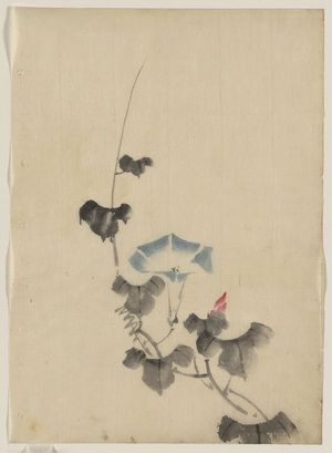 Katsushika Hokusai: [Blue blossom of morning glory on vine] - Library of Congress