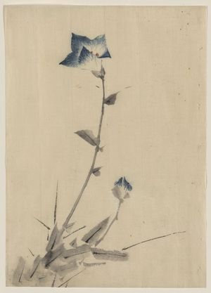 Katsushika Hokusai: [Blue flower blossom and bud at the end of a stalk] - Library of Congress