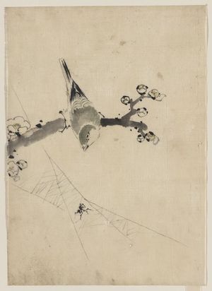 Katsushika Hokusai: [A bird perched on a tree branch with blossoms, watching a spider on a web] - Library of Congress