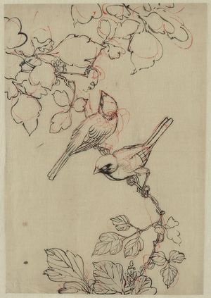 無款: [Two birds perched on grapevines] - アメリカ議会図書館