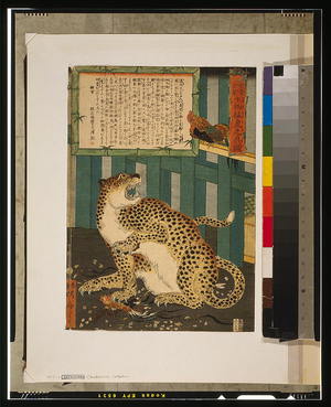 Utagawa: Changing times bring unseen things - true picture of a tiger. - アメリカ議会図書館