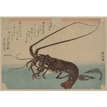 歌川広重: Shrimp and lobster. - アメリカ議会図書館