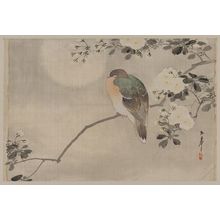 Unknown: [Bird perched on a branch of a blossoming tree] - Library of Congress