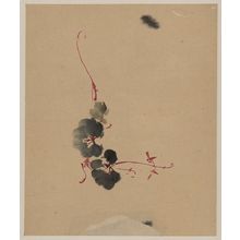 Unknown: [Vine with blossoms] - Library of Congress