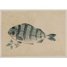 Unknown: [Fish] - Library of Congress