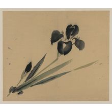 Unknown: [Iris?] - Library of Congress