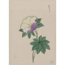 Unknown: [White and purple flower on stem with green leaves] - Library of Congress