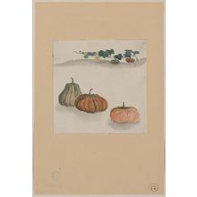 Unknown: [Kabocha squash with plant growing in the background] - Library of Congress