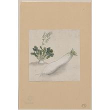 Unknown: [Daikon radish with plant growing in the background] - Library of Congress