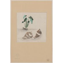 Unknown: [Satoimo taro potato with plant growing in the background] - Library of Congress