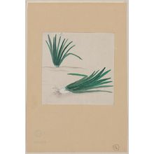 Unknown: [Scallions with plant growing in the background] - Library of Congress