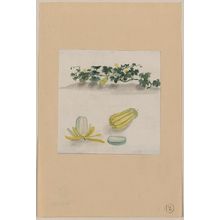 Unknown: [Delicata squash with plant vines growing in the background] - Library of Congress