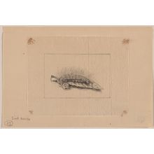 Unknown: Silk worm - Library of Congress