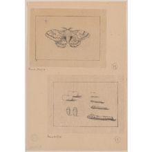 Unknown: [Two views (top): silkworm moth; (bottom): larval stages of the silkworm] - Library of Congress