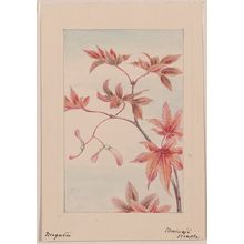 Unknown: [Branch of a maple tree with leaves and seeds] / Megata. - Library of Congress