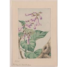 Unknown: [Kiri branch with flowers and leaves] / by Megata Morikaga. - Library of Congress