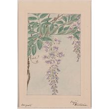 Unknown: [Wisteria vine with leaves and blossoms] / Megata. - Library of Congress