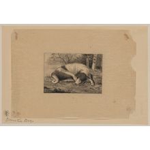 Unknown: Domestic dog - Library of Congress