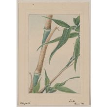 Unknown: Take bamboo / Megata. - Library of Congress