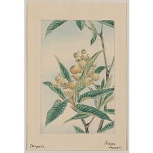 Unknown: Biwa loquat / Megata. - Library of Congress