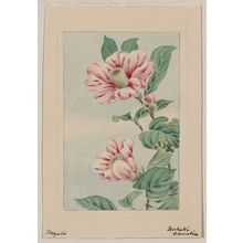 Unknown: Tsubaki camelia [i.e., camellia] / Megata. - Library of Congress