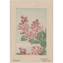 Unknown: Sarusubi [i.e., saru-suberi] monkey slip / Megata. - Library of Congress