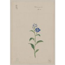 Unknown: Hotarugusa - April - Library of Congress