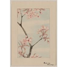 Unknown: Sakura cherry - Library of Congress