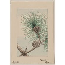 無款: Matsu pine / Megata. - アメリカ議会図書館