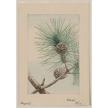 Unknown: Matsu pine / Megata. - Library of Congress