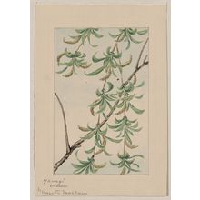 Unknown: Yanagi - willow / by Megata Morikaga. - Library of Congress