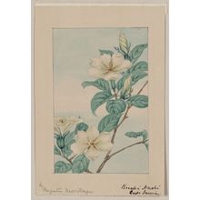 Unknown: Kuchi nashi - cape jasmine / by Megata Morikaga. - Library of Congress