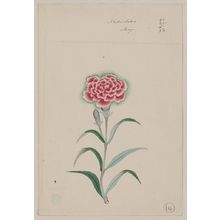 Unknown: Nadeshiko - May - Library of Congress