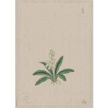 Unknown: [Small white flower, possibly a gin-ran, on stem with long green leaves or fronds] - Library of Congress