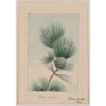 Unknown: Gayo matsu pine - Library of Congress