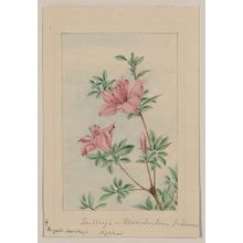 無款: Tsutsuji rhododendron Judicum - azalea / by Megata Morikagi [i.e., Morikaga?]. - アメリカ議会図書館