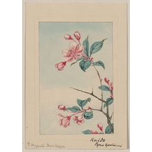 Unknown: Kaido pyrus spectabalis [i.e., spectabilis] / by Megata Morikaga. - Library of Congress