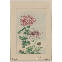 Unknown: Kiku - chrysanthemum / Megata. - Library of Congress