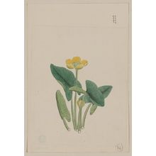 Unknown: [Lotus-like plant with yellow blossom and large leaves, each on separate stalks] - Library of Congress