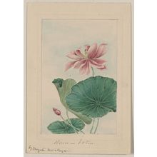 Unknown: Hasu - lotus / by Megata Morikaga. - Library of Congress