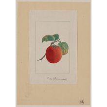 Unknown: Kaki (persimmon) - Library of Congress