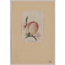 Unknown: Momo (peach) - Library of Congress