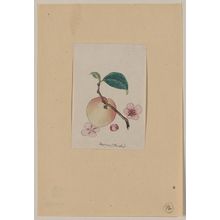 Unknown: Momo (peach) - Library of Congress