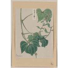 無款: [Mame - pea or bean plant showing vine, leaves, pods, and blossoms] / Matsuwo[?]. - アメリカ議会図書館