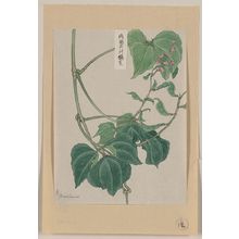 Unknown: [Mame - pea or bean plant showing vine, leaves, pods, and blossoms] / Matsuwo[?]. - Library of Congress