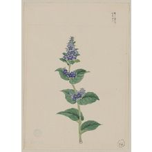 Unknown: [Blue blossoms on stalk with leaves] - Library of Congress